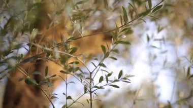Zeytin dalı ile yaprakları yakın çekim. Zeytin bahçeleri ve bahçelerde M