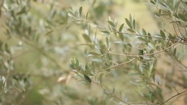 Zeytin dalı ile yaprakları yakın çekim. Zeytin bahçeleri ve bahçelerde M