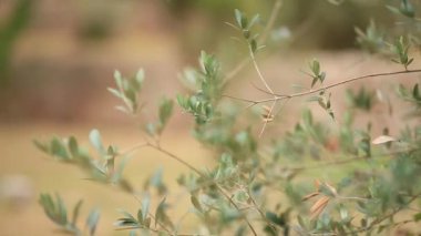 Zeytin dalı ile yaprakları yakın çekim. Zeytin bahçeleri ve bahçelerde M