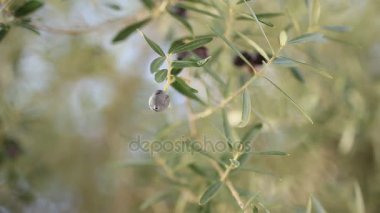 Meyve ile zeytin dalı. Zeytin bahçeleri ve bahçeleri Karadağ