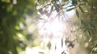 Meyve ile zeytin dalı. Zeytin bahçeleri ve bahçeleri Karadağ