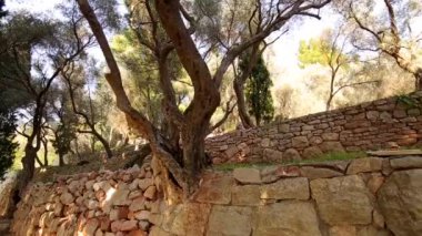 Zeytin bahçeleri ve bahçeleri Karadağ