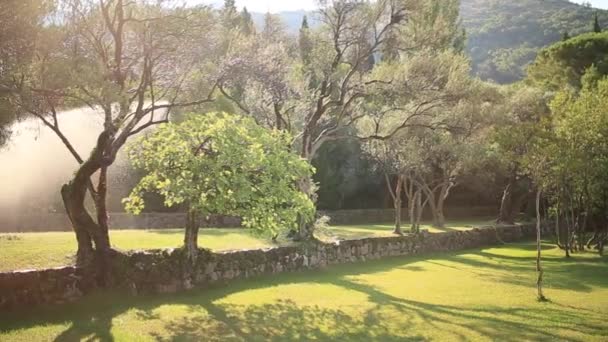 Оливкове дерево. Оливкових гаїв і садів у Чорногорії — стокове відео