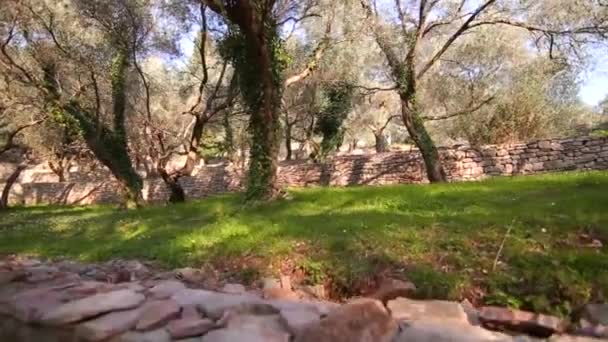 Оливкових гаїв і садів у Чорногорії — стокове відео