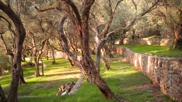 Olivos y jardines en Montenegro — Vídeo de stock