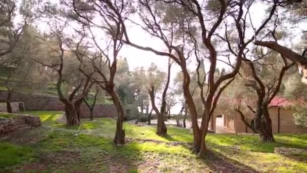 Olive groves en tuinen in Montenegro — Stockvideo