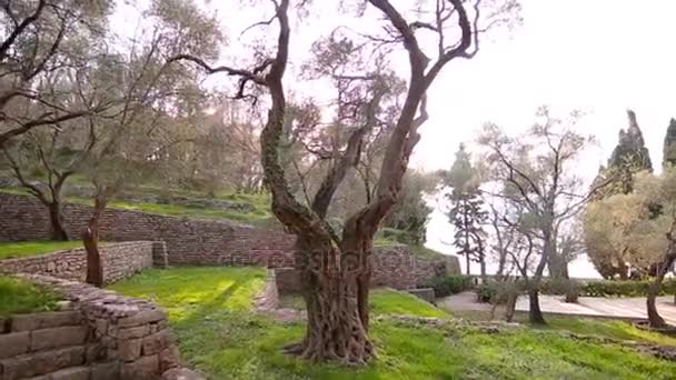 Olivové háje a zahrady v Černé hoře — Stock video