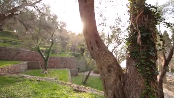 올리브 나무의 간선의 클로즈업. 올리브 나무와 두 가드 — 비디오