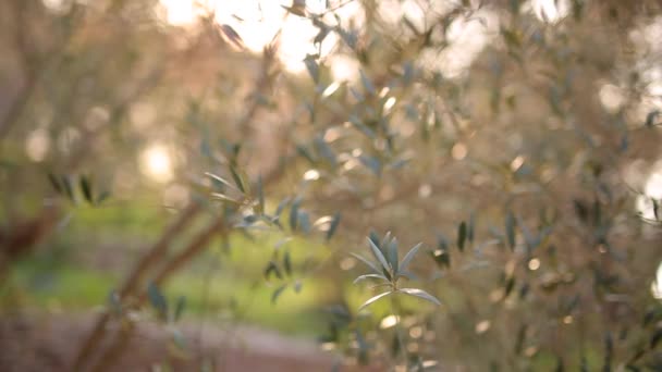 Branche d'olivier avec feuilles en gros plan. Oliveraies et jardins à M — Video