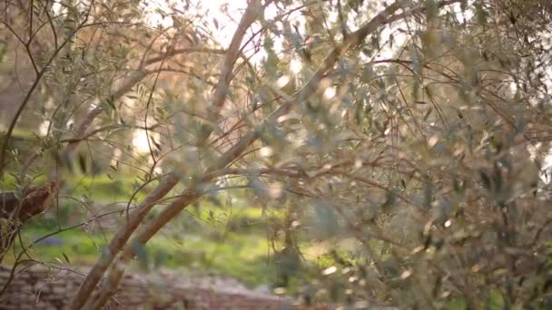 Κλαδί ελιάς με φύλλα close-up. Ελαιώνες και κήπους σε M — Αρχείο Βίντεο