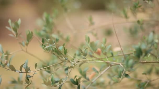 Κλαδί ελιάς με φύλλα close-up. Ελαιώνες και κήπους σε M — Αρχείο Βίντεο