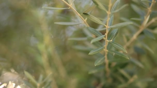 Rama de olivo con hojas de cerca. Olivos y jardines en M — Vídeos de Stock