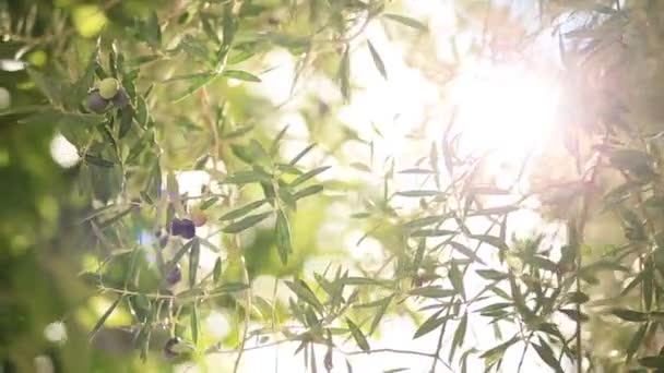 Olive branch z owocami. Gaje oliwne i ogrody w Czarnogóra — Wideo stockowe