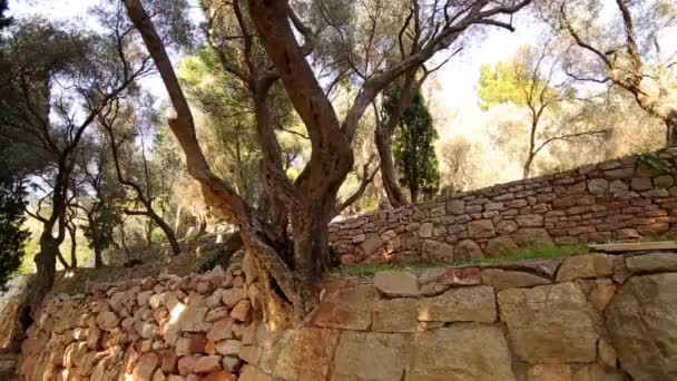 Оливковые рощи и сады Черногории — стоковое видео