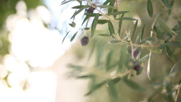 Оливкова гілка з фруктами. Оливкових гаїв і садів у Чорногорії — стокове відео