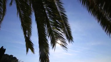 Palmiye ağacı yakın Şubesi