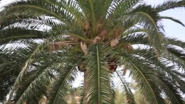 Palmiye ağacı yakın Şubesi