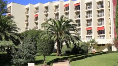 Palmiye ağacı en iyi portre deniz kıyısında arka plan üzerinde
