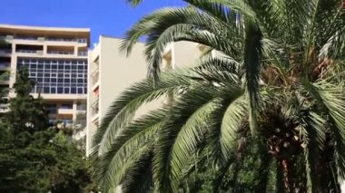 Palmiye ağacı yakın Şubesi