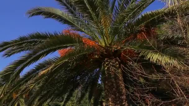 Ημερομηνία palm στο Μαυροβούνιο — Αρχείο Βίντεο