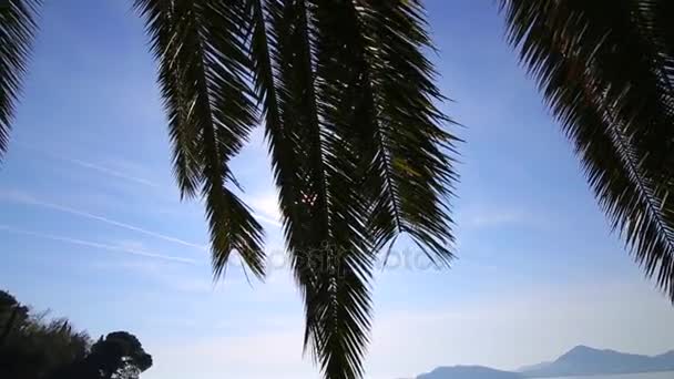 Een tak van een palm tree close-up — Stockvideo