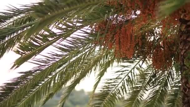 Datum palm i Montenegro — Stockvideo