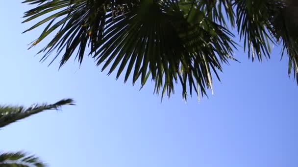 Pobočka palm tree close-up — Stock video