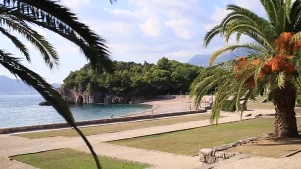 Palm tree top closeup on sea coast background — Stock Video