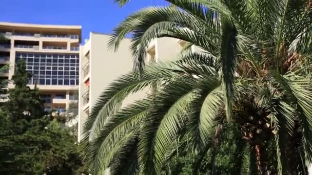 En gren av en palm tree närbild — Stockvideo