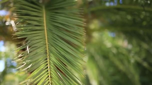 Oddział z bliska drzewa palmowego — Wideo stockowe