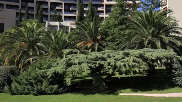 Palm tree top närbild på havet kusten bakgrund — Stockvideo