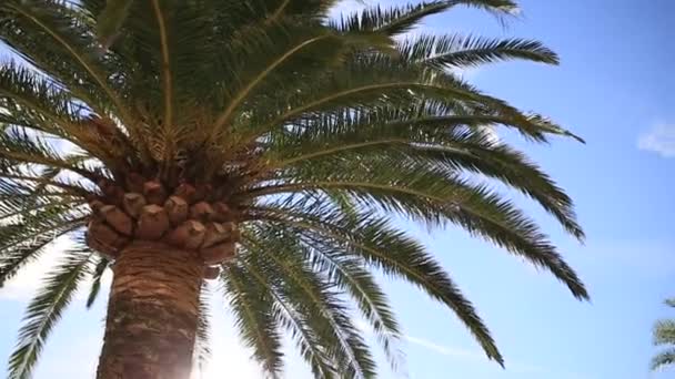 Pobočka palm tree close-up — Stock video