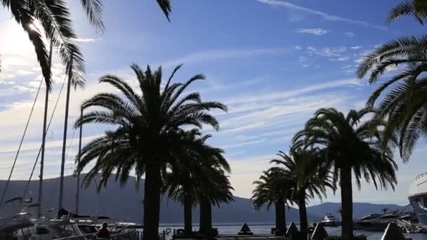 Silhouette einer Palme bei Sonnenuntergang. montenegrinische Sonnenuntergänge auf dem Meer — Stockvideo