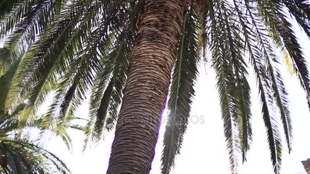 Um ramo de uma palmeira close-up — Vídeo de Stock