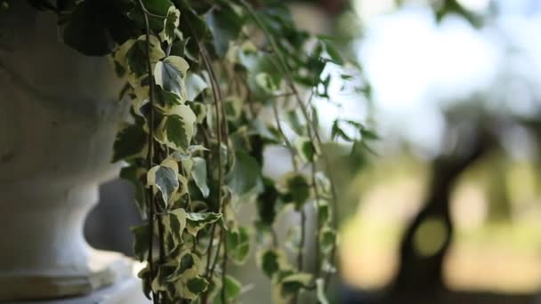 Árboles cubiertos de hiedra. Textura de plantas silvestres en el bosque . — Vídeos de Stock