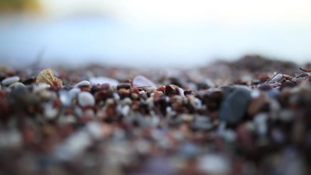 Guijarros en la playa. Textura de la orilla del mar. El mar Adriático — Vídeo de stock