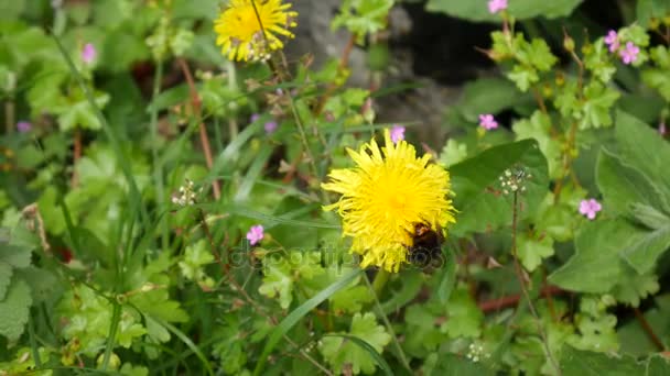 Yellow dandelions in grass, spring in Montenegro — Stock Video