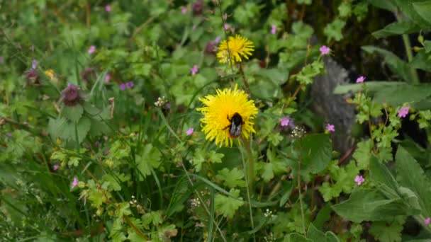 Yellow dandelions in grass, spring in Montenegro — Stock Video