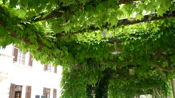 Vintage lámpa a virágzó wisteria, Montenegró. — Stock videók