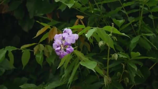 Kwitnące drzewo wisteria w Czarnogórze, Adriatyku i kłody — Wideo stockowe