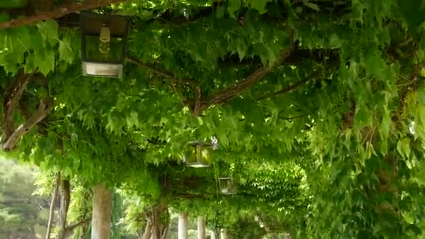 Vintage latarnia w kwitnący wisteria, Czarnogóra. — Wideo stockowe