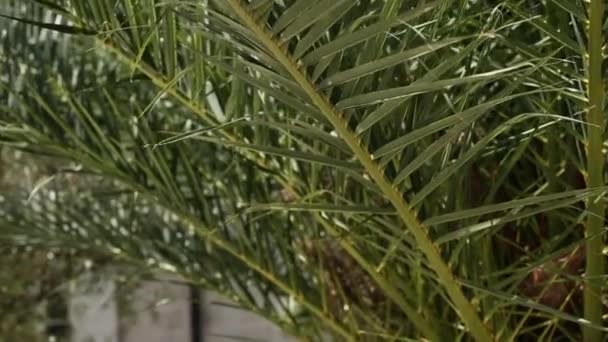 Um ramo de uma palmeira close-up — Vídeo de Stock