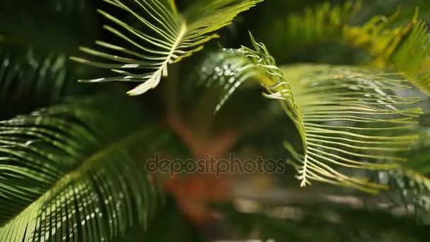 Een tak van een palm tree close-up — Stockvideo