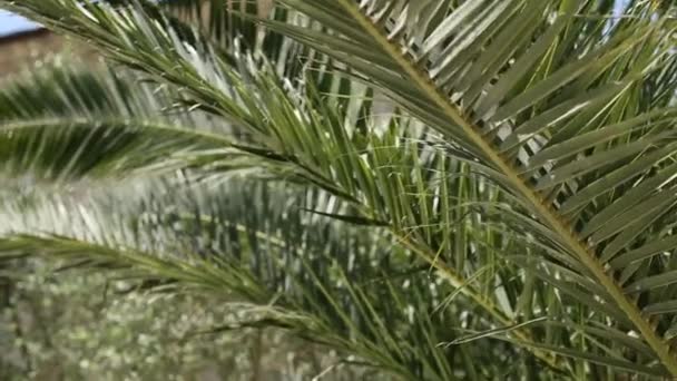 A branch of a palm tree close-up — Stock Video