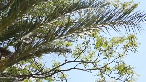 Верхушка пальмы на фоне морского побережья — стоковое видео