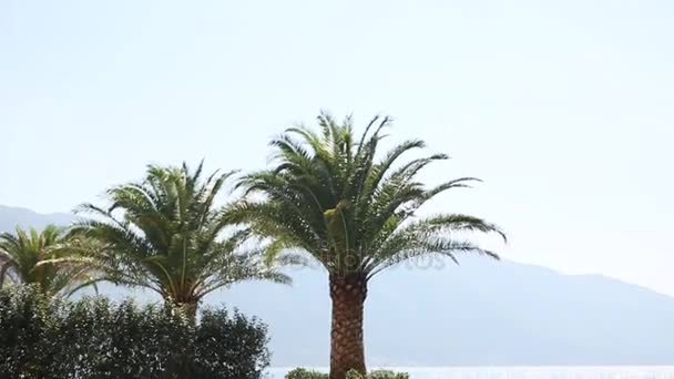 Palm tree top closeup na pozadí moře pobřeží — Stock video