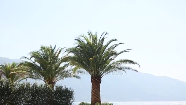 Palmera primer plano en el fondo de la costa del mar — Vídeos de Stock