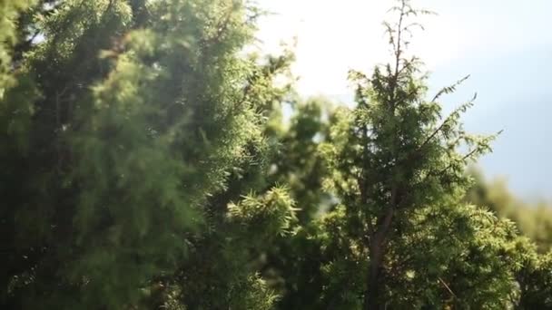 I rami verdi hanno mangiato su un albero in foresta — Video Stock