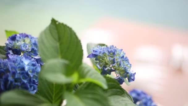 Bloeiende hortensia op straat — Stockvideo