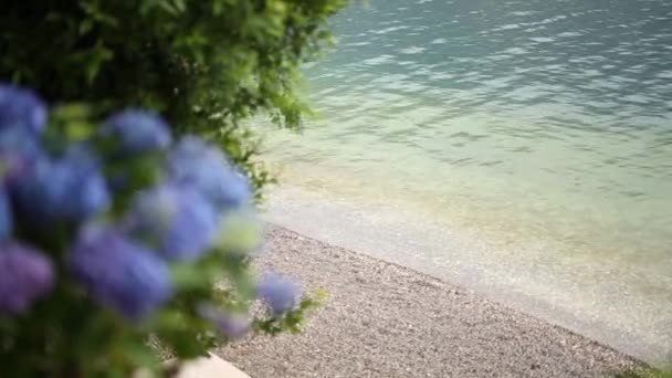 Hortensia en fleurs dans les rues — Video